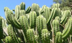 上等命中等命下等命有哪些 子鼠是上上等命格