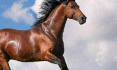 1966年的属马人2021年全年运势及运程怎么样