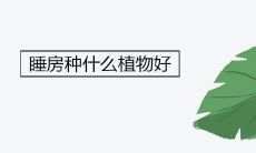 睡房种什么植物好
