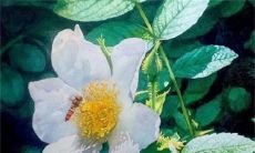 2023兔年1月18日出生的属兔女孩命运怎么样 自带财库完美主义