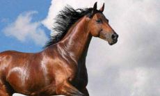 66年55岁属马的人2021年运气怎么样