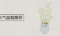 客厅大气盆栽推荐