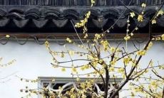 2021年阴历十二月可以开张的日子查询 黄历吉日查询