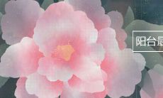 阳台最好养的月季品种推荐