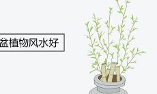卫生间放什么小盆植物风水好