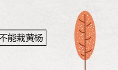 家里为什么不能栽黄杨