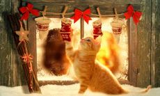 贺蜀山姓名评分93分