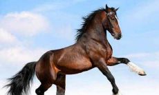 属马2021年12月运势及运程解析 2021年12月属马人的运势怎么样