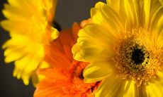 高俊儒姓名评分87分