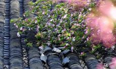 2021年阴历十一月店铺开张利日一览表 好日子分析