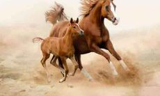 属马人2020年1月份运程及运势详解