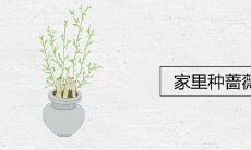 家里种蔷薇禁忌