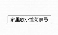 家里放小雏菊禁忌