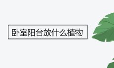 卧室阳台放什么植物好