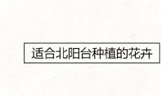 适合北阳台种植的花卉大全
