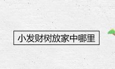 小发财树放家中哪里好