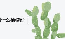 一进门见到什么植物好