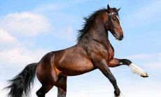 属马人做生意需要注意什么