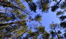 小叶黄杨是绝佳风水树为什么 有哪些作用寓意