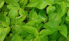 米兰应该放哪里风水好 最佳摆放位置在哪