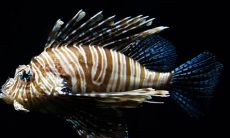 养鱼人千万别触碰的鱼