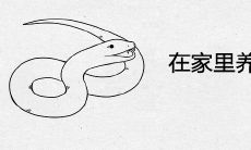 在家里养蛇诡异忌讳有哪些