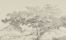 桃木用东南还是西南枝