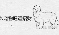 女人养什么宠物比较旺运招财