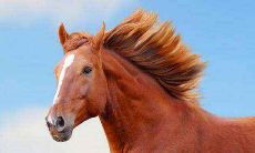 属马的女人几月出生命最好