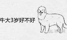 属狗比属牛大3岁好不好 婚配能过一辈子吗