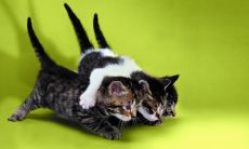 麻承军姓名评分67分