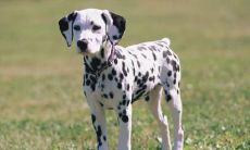 蔡力毅姓名评分70分