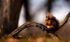 梁兰凌姓名评分78分