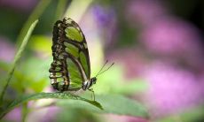 洪文怡姓名评分90分