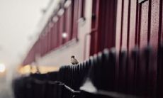 安洪扬姓名评分95分