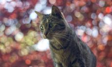 房光臣姓名评分65分