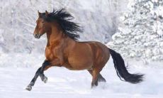 2020年属马年龄对照表 属马的今年多大了2020年