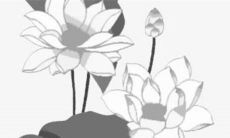 2023年属兔的是什么兔 一生无忧波折较少