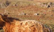 2022年属牛偏财运如何 财运详细分析