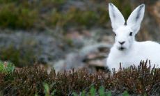 什么属相的人最能镇宅 家中有这些生肖享福