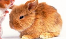 属鼠的最忌讳几点出生 属鼠命苦时辰