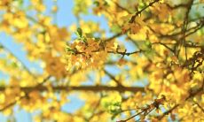 属虎人一生最大克星 属虎人最该防谁