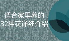 适合家里养的32种花详细介绍