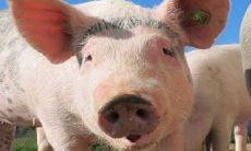 属猪做什么最容易发财 干什么最挣钱