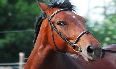 属马的三合贵人和6合贵人分别是谁