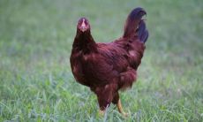 93属鸡的注定婚姻 属鸡一生有几次婚姻