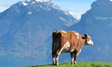 属牛的生辰八字缺什么 牛宝宝命里缺什么