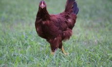 1993年属鸡命里缺什么 属鸡人2022年怎么样