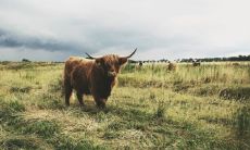 属牛最命苦的时辰 什么时候出生的牛最苦