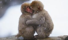 属猴的干什么行业好 属猴人做什么行业发财